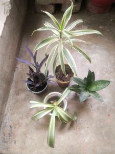 Combo Of 4 Type Mix Nd Match Showing Plant