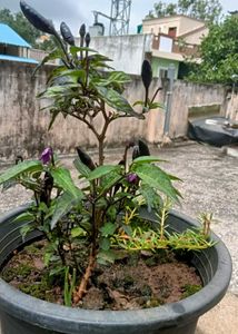 Black Pearl Pepper Plant