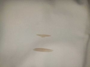 Mango Basics Beige Pants