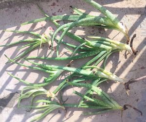 Aloe Vera Plant