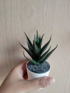 Artificial Succulent✨