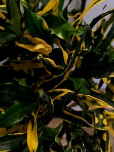 Croton Plant
