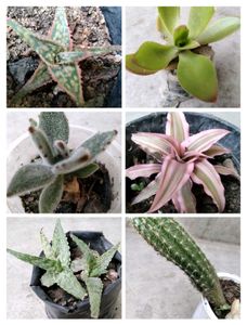 Assorted Combo Secculents N Cactus Offer