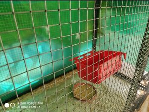 Bird Aviary Cage