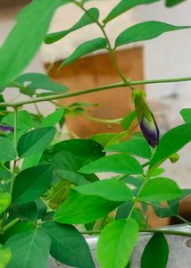 Aparajita Purple Flower Plant