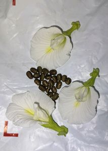 Organic White Aprajita Seeds