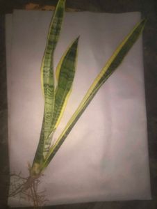 Sansevieria Plant