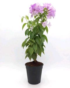Garlic Vine plant Pack Of 3