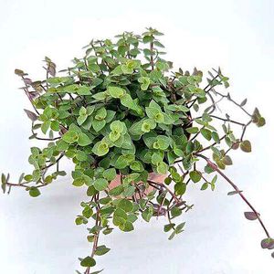 Callisia Repens / Creeping Inchplant / Turtle Vine