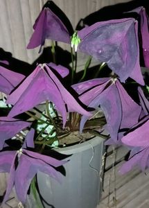 Different Verity Of Plants