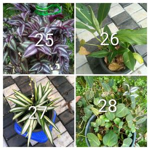 You Can Select 15 Live Root Plants