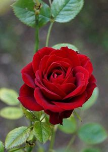 Stunning Red Rose