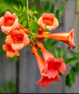 Trumpet Vine