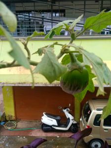 Plant Desi