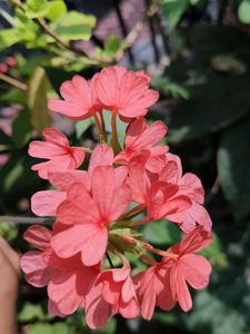 Crossandra plant