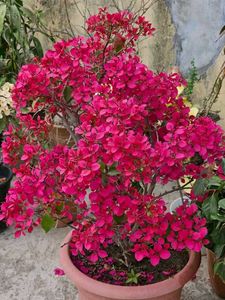 Bagan Bilash Live Plant ....Pack Of 1