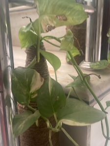 2 Jade Plant 2 Spider Plant Money Plant Snake Plant Combo