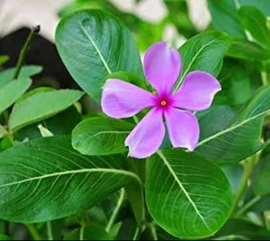 Pink Vinka Plant Seeds 🌹🌸