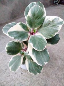 4 Varigated Plants