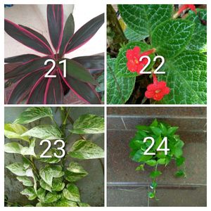 You Can Select 15 Live Root Plants