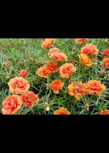 Beautiful rose moss flowesrs