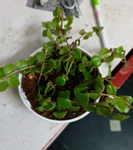 Creeper Plant