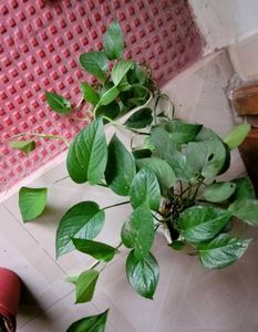 Set 2 Money &amp; Plants