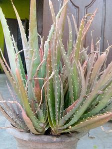 Aloe Vera Air Purifier Plants