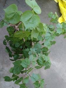 Kapas Ka Plants
