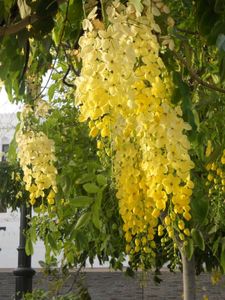 Garlic Vine plant Pack Of 3