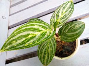 Beautiful Patterns On Leaves Plants Combo.