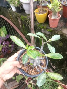 Adenium Arabicum Live Plant (Gc)