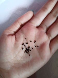 Sadabahar/Madagascar Periwinkle Plant Seeds