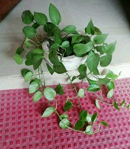 Evergreen Money Plant 🌵