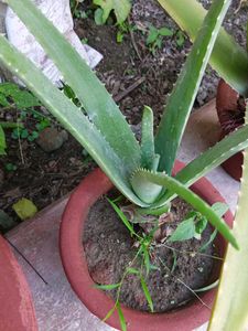 Aloevera Plant