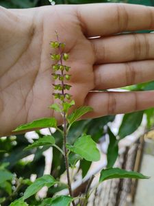 Tulsi Plant K Beej