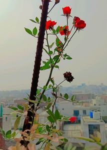 Beautiful Mini Rose Plant Cutting 🥳💐