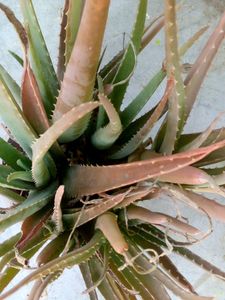 Aloe Vera Air Purifier Plants