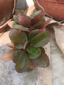 Cute Kalanchoe Plant