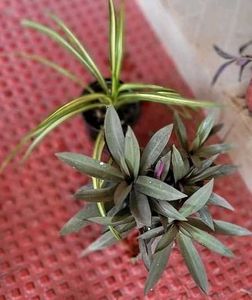 Set 2 Moses IN Cradle &amp; Pandanus veitchii Plant 🪴
