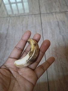 Vintage Wild Boar Tusk Pendant