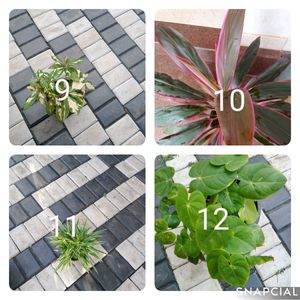 You Can Select 10 Live Root Plants