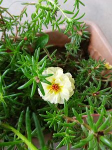 Three Colours Portulaca