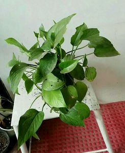 Set 2 Money &amp; Dieffenbachias Amoen Plants