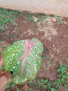 rare red veined Caladium and syngonium