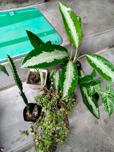 Assorted Live Plants