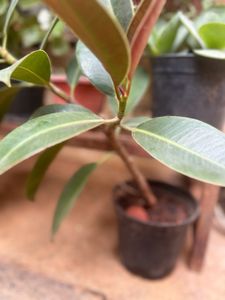 Rubber Plant Whole Rooted Live Plan