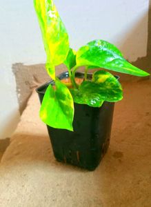 Mix Combo Air Purifying Plants