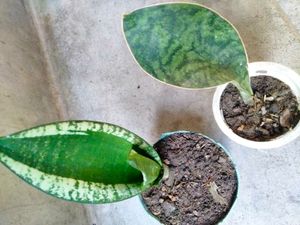 Sansevierias Combo