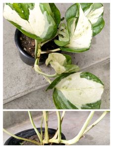 Available (Varities Of Pothos Combo)